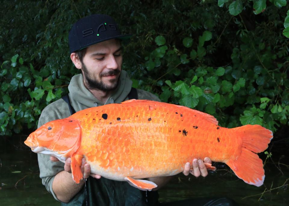 Carrot 25 Lb 12 Oz From Suffolk Water Park 